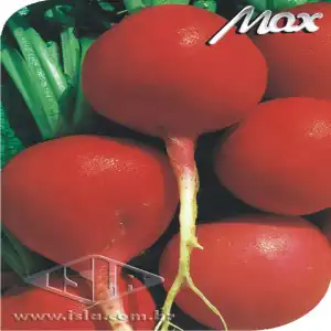 RABANETE HIB MARGARET QUEEN SP 10 UN 4 GR