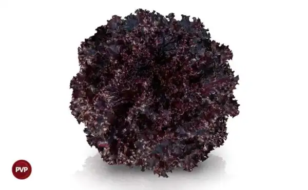 ALFACE CARMIM AF 5267 CRESPA ROXA (PELET.STAND-UP 25.000 SEMENTES)