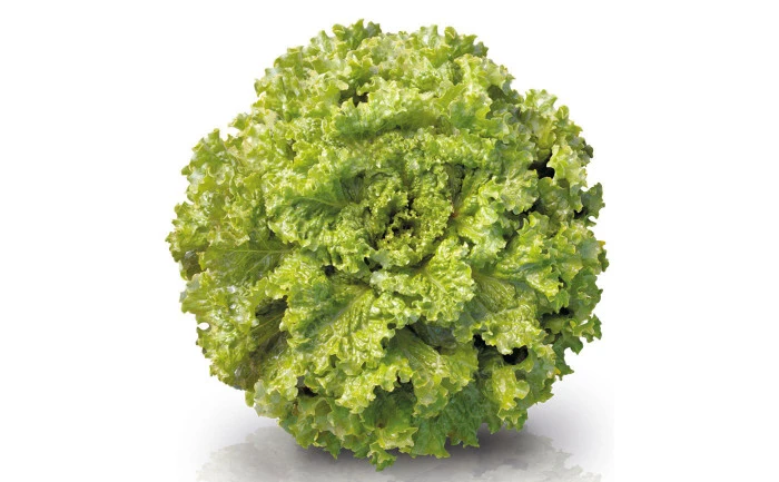 ALFACE VALENTINA CRESPA AF 5254 (PELET. STAND-UP 7500 SEM)