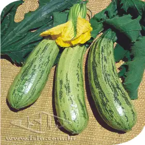 ABOB. DE TRONCO CASERTA MT 20 ENV. 3 GR