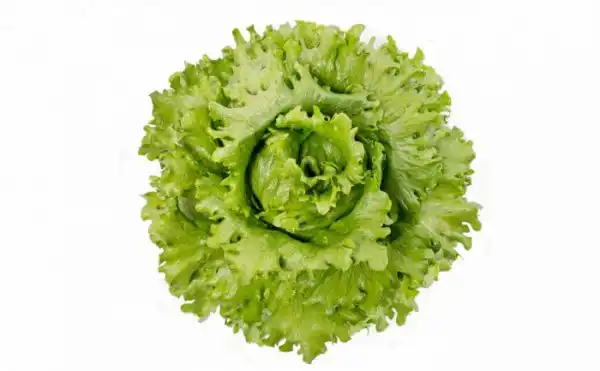 ALFACE AMERICANA TIETA(PELET. STAND-UP 7.500 SEM) 