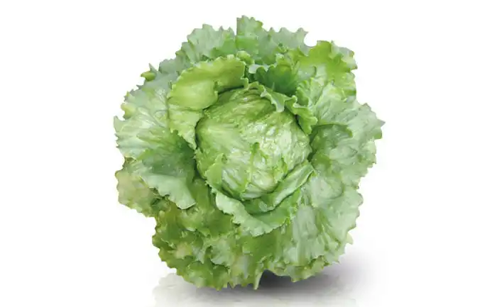 ALFACE AMER SILVANA (PELETIZADA STAND-UP 7.500 SEMENTES)