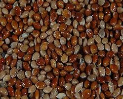 PAINCO VERMELHO - KG