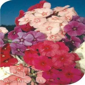 FLOR PHLOX DRUMMALTO SORTIDO 20 ENV. 0,3 GR ZZ