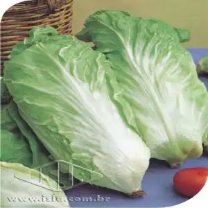 ALMEIRAO DE CABECA PAO DE ACUCAR MT 20 ENV 2,3 GR 