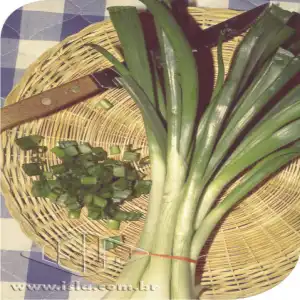 CEBOLINHA VERDE SP 10 UN 3,8 GR