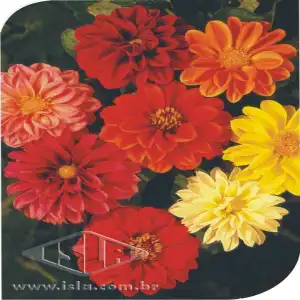 FLOR DALIA DOBRADA SORTIDA ANA SP 10 ENV. 0,9 GR