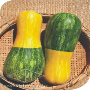 ABOB. BRASILEIRINHA SP 10 ENV. 7 GR