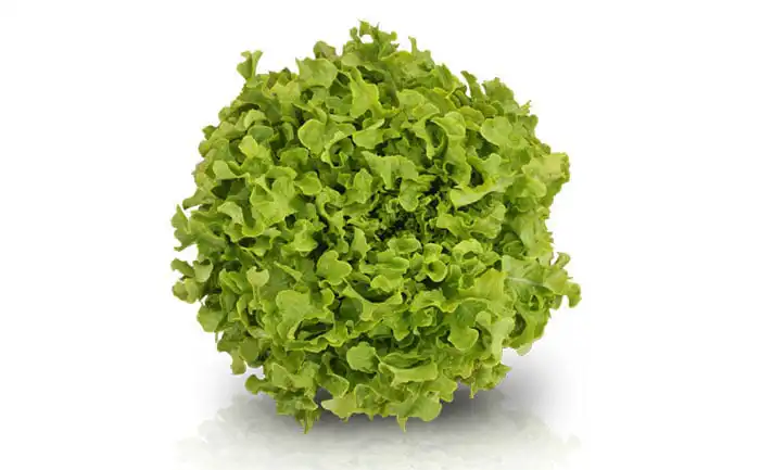 ALFACE ANGELICA MIMOSA AF 5627 (PALETIZADA STAND-UOP 7500 SEM/327GR)