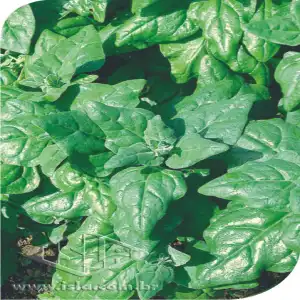 ESPINAFRE NOVA ZELANDIA MT 20 ENV. 1 GR