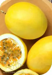 MARACUJA CATARINA SCS437 SP 10 ENV. 2 GR