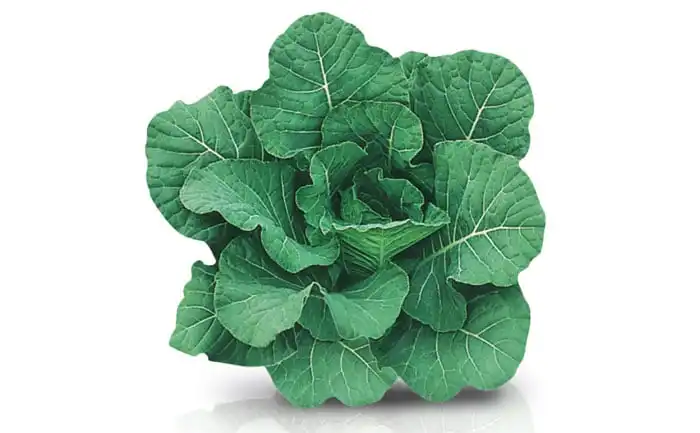 COUVE MANTEIGA TOP BUNCH (HIBRI. ENV 2000 SEM)