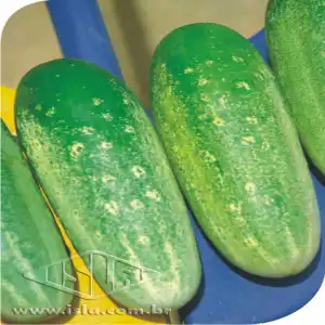 PEPINO CAIPIRA MT 20 ENV. 4 GR