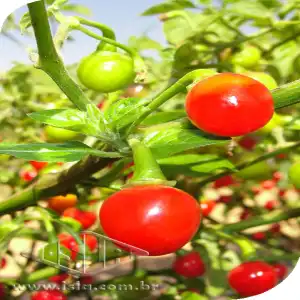 PIMENTA BRS SERIEMA BODE SP 10 UN 1 GR