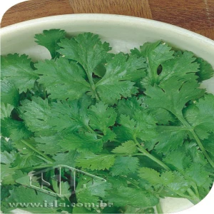 COENTRO PORTUGUES P1E ALUM 500 GR  R