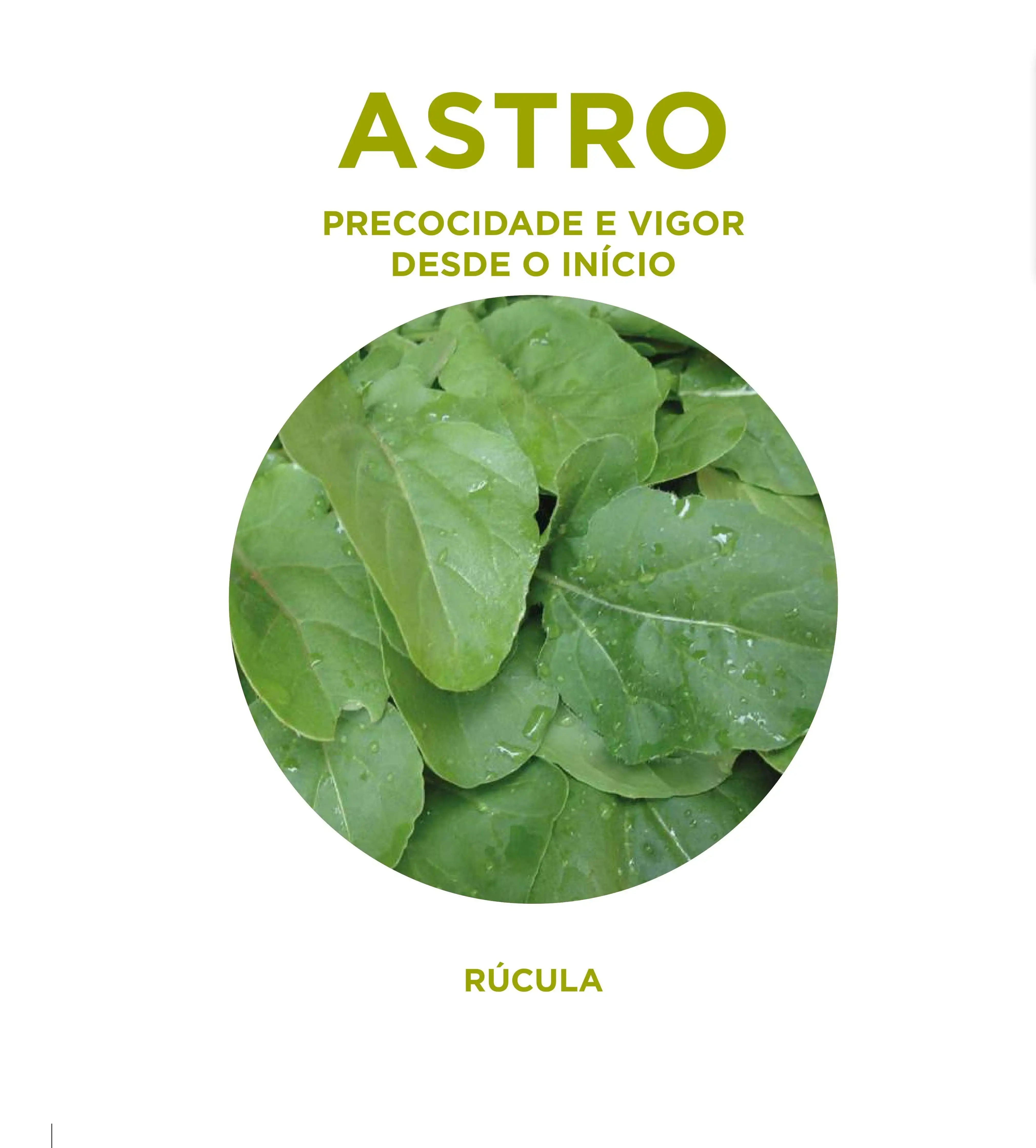 RUCULA ASTRO (STAND-UP 100 GR)
