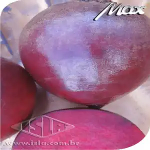 BETERRABA HIB MERLOT SP 10 UN 2 GR