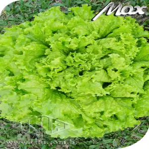 ALFACE CRESPA ITAPUA 401 SP 10 ENV. 5 GR