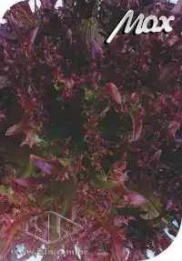 ALFACE ATALAIA FRISSE ROXA PALET 1000 SEM