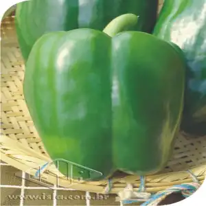 PIMENTAO BRILHANTE SP 10 UN 6 GR