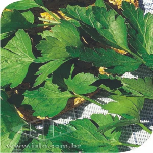 SALSA GRAUDA PORTUGUESA SP 10 UN 8 GR