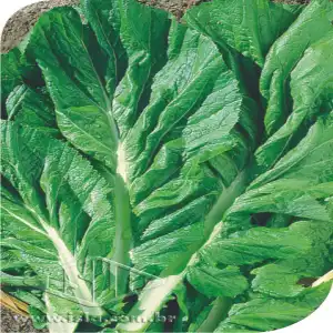 MOSTARDA LISA SP 10 UN 10 GR