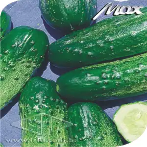 PEPINO CONS HIB PIONEIRO IMP. SP 10 UN 5 GR