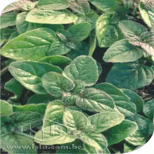 OREGANO MT 20 ENV 0,1 GR