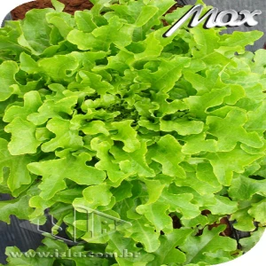 ALFACE BRAVA MIMOSA PELET 1000 SEM