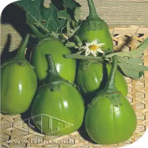 JILO TINGUA VD CLARO SP 10 ENV. 5 GR