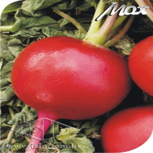 RABANETE APOLO SP 10 UN 9 GR