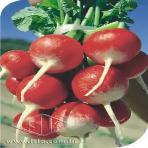 RABANETE SPARKLER SP 10 ENV. 10 GR