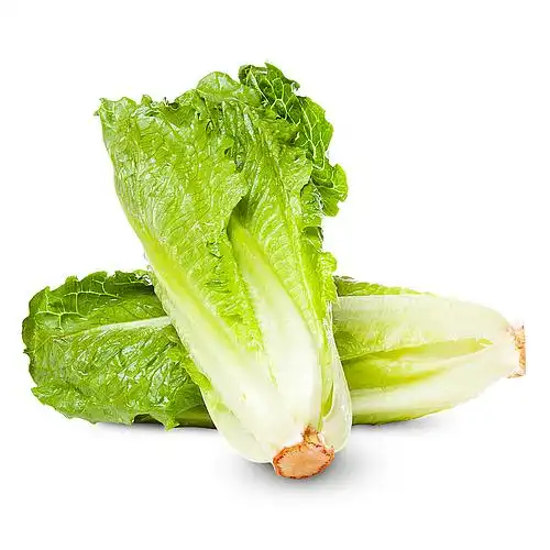 ALFACE SOPHIA ROMANA SP-SDA 10 UN 2,5 G