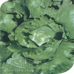 ALFACE AMER GDS LAGOS MT 20 ENV. 1,50 GR