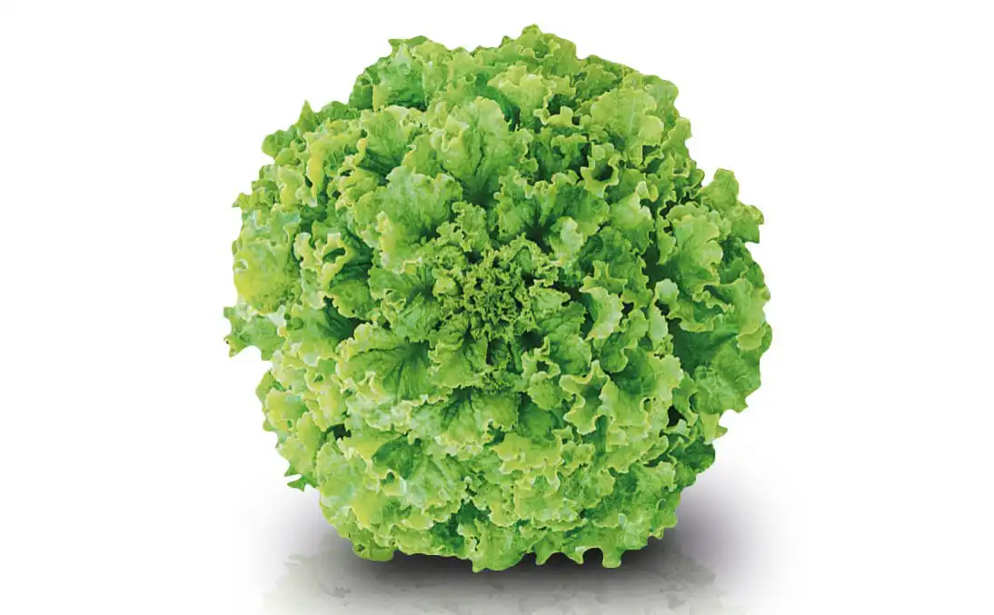 ALFACE MILENA CRESPA (PELET. STAND-UP 7,500 SEM)