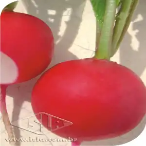 RABANETE GIGANTE SICULO MT 20 ENV. 3 GR