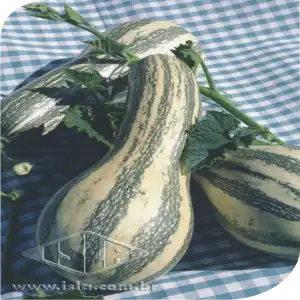 ABOB. GOIANINHA SP 10 UN 6 GR