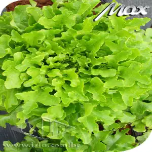 ALFACE BRAVA MIMOSA PELET 1000 SEM