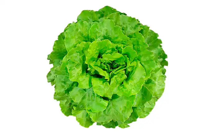 ALFACE REGIANEMIL LISA (PALET. STAND-UP 7.500 SEM)