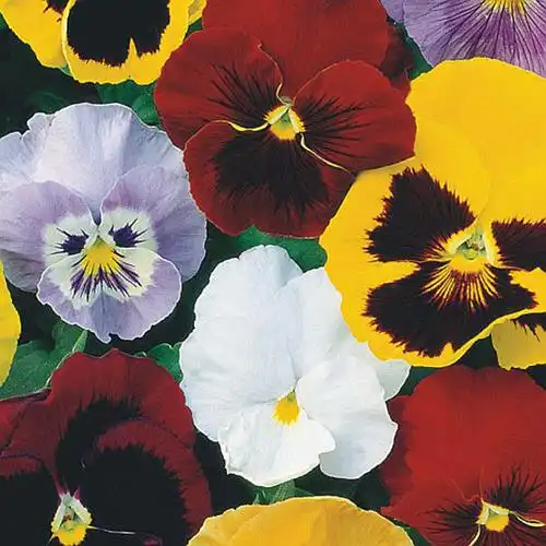 FLOR AMOR PERFEITO GIG. SUICO SORTIDO 10 ENV.300MG