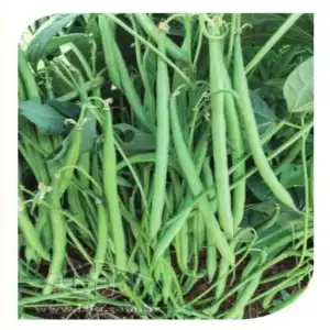 FEIJAO XINGU VAGEM BAIXO PCT ALUM 100 GR (PRO)