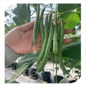 FEIJAO XAXA /VAGEM TREPADOR ENV1000 SEM