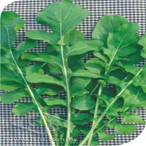 RUCULA CULTIVADA MT 20 ENV. 2 GR