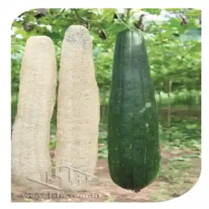 BUCHA ESPONJA VEGETAL MT 20 ENV 2,5 GR