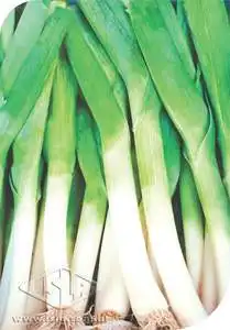 MICROVERDES ALHO-PORRO NERO PCT ALUM 100 G