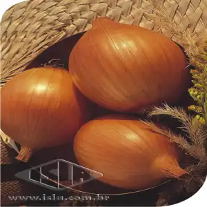 CEBOLA CRIOULA SP 10 UN 5 GR