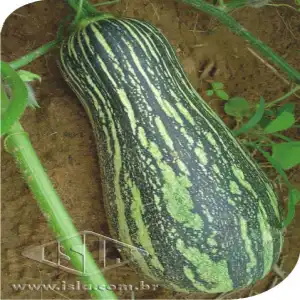 ABOB. MINI PAULISTA SP 10 UN 8 GR