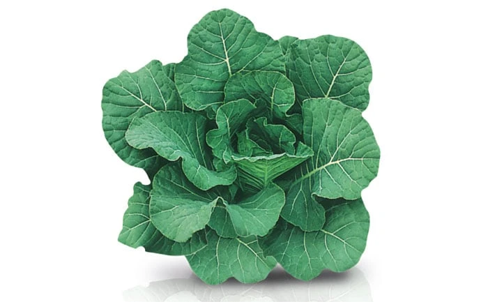 COUVE HIBRIDA MANTEIGA TOP BUNCH ( ENV 2000 SEM)