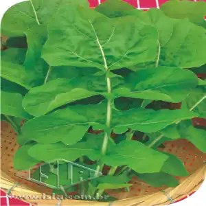 RUCULA FOLHA LARGA GIG.PCT ALUM 100 GR (PRO) R