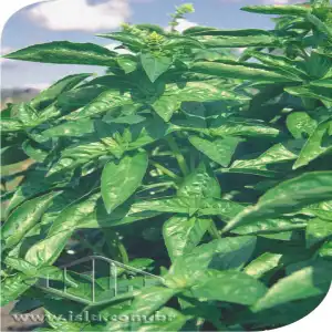 MANJERICAO BASILICAO PCT ALUM 50 GR